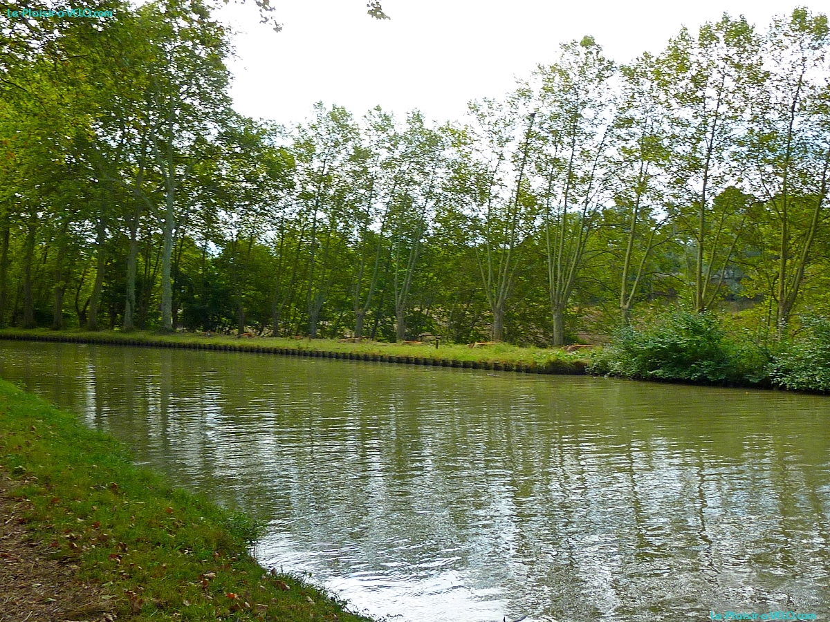 Canal du Midi - Abattage des platanes malades du chancre coloré