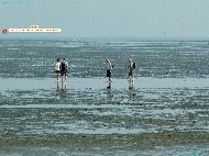 Cuxhaven - Döse - Haut-fonds  — ⑴ Neuwerk accessible en calèche à marée basse